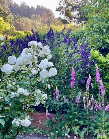 161 Lagunitas Rd, Ross, CA 94957