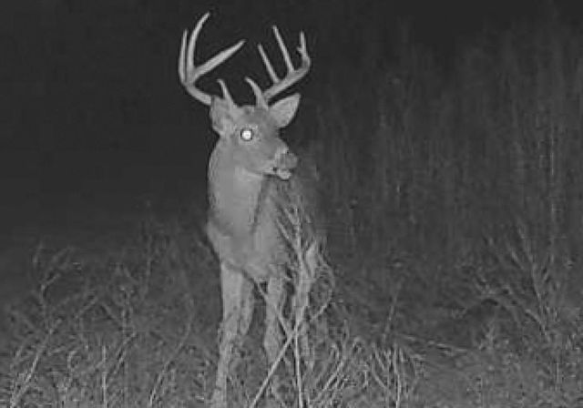 250 Fm 3128, Coldspring, TX 77331