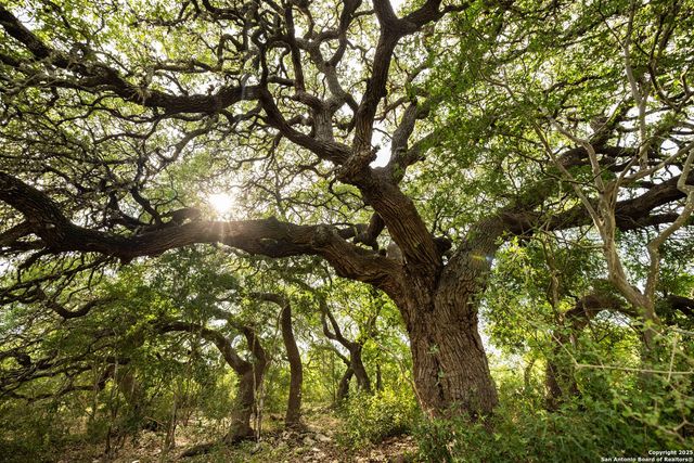 362 Coneflower, Spring Branch, TX 78070