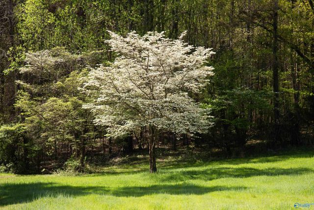 16.6 Acres Dug Hill Road, Brownsboro, AL 35741