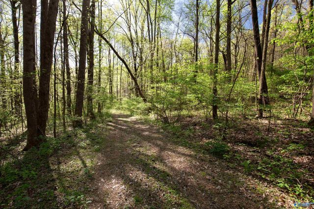 16.6 Acres Dug Hill Road, Brownsboro, AL 35741