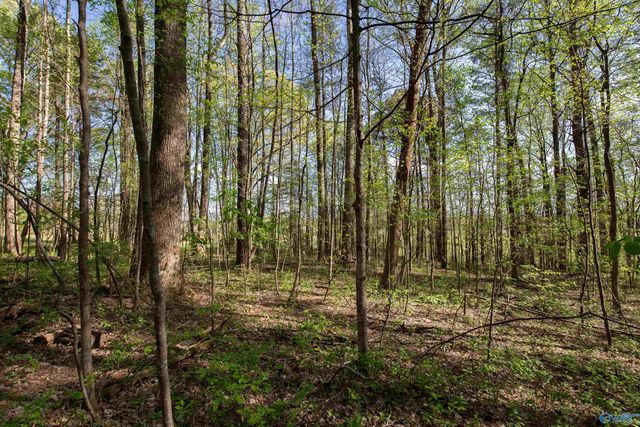 16.6 Acres Dug Hill Road, Brownsboro, AL 35741