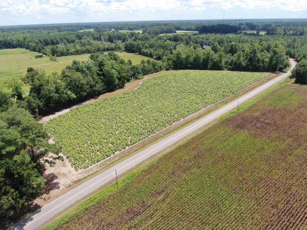 TBD Black Creek Rd., Nichols, SC 29581 — photo 3