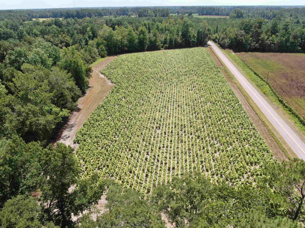 TBD Black Creek Rd., Nichols, SC 29581 — photo 4