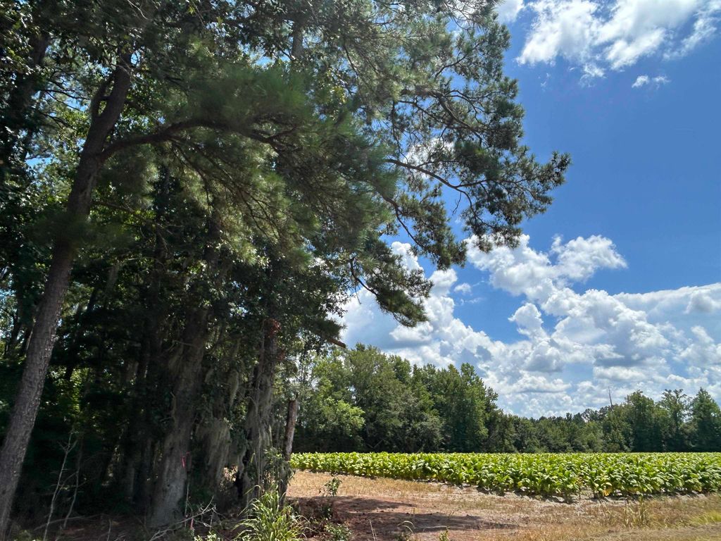TBD Black Creek Rd., Nichols, SC 29581 — photo 5