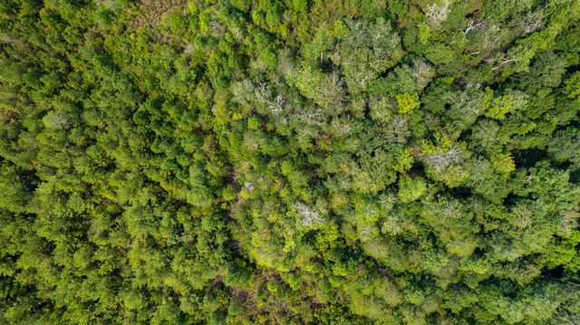 000 Rockhill To Lumberton Rd., Purvis, MS 39475