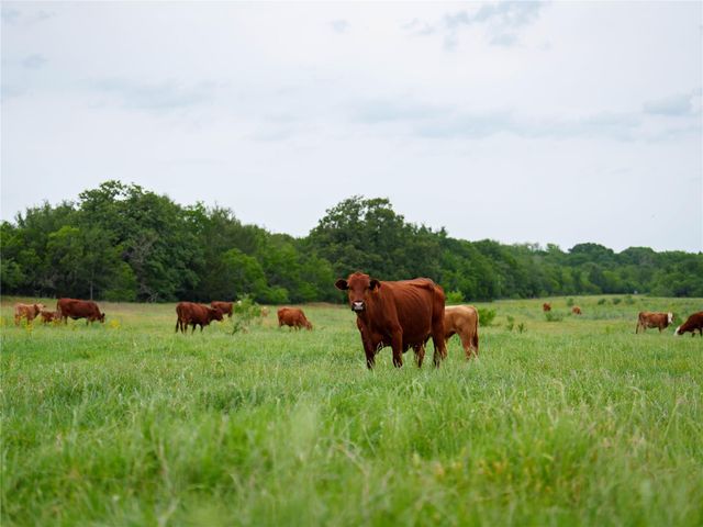 TBD Walter Hoffman RD, Cedar Creek, TX 78612