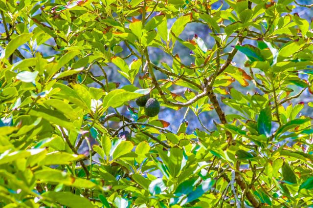 2854 Albatross Street, San Diego, CA 92103