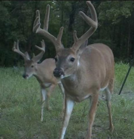 545 Puryears Bend Rd, Hartsville, TN 37074