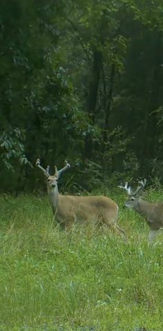 545 Puryears Bend Rd, Hartsville, TN 37074