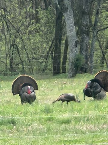 545 Puryears Bend Rd, Hartsville, TN 37074