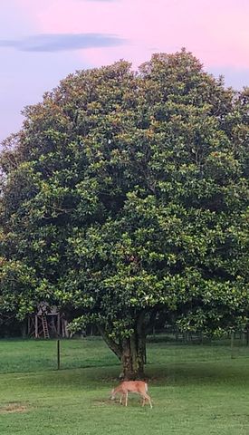 545 Puryears Bend Rd, Hartsville, TN 37074