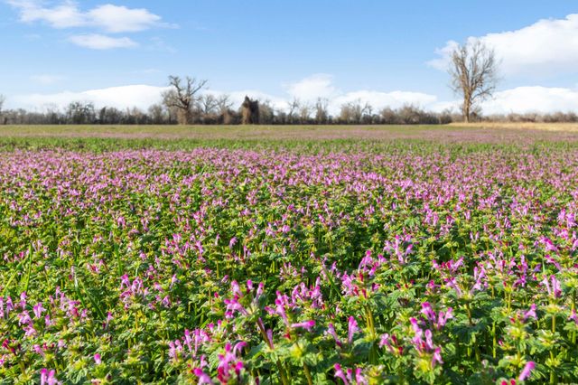 TBD Shaws Bend Rd, Columbus, TX 78934