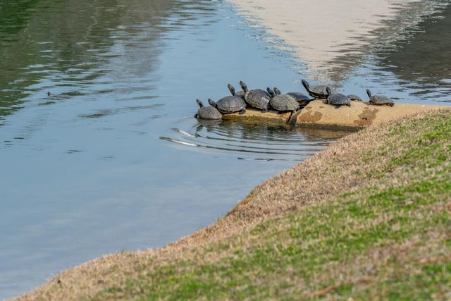 505 Whitebark St., Longs, SC 29568