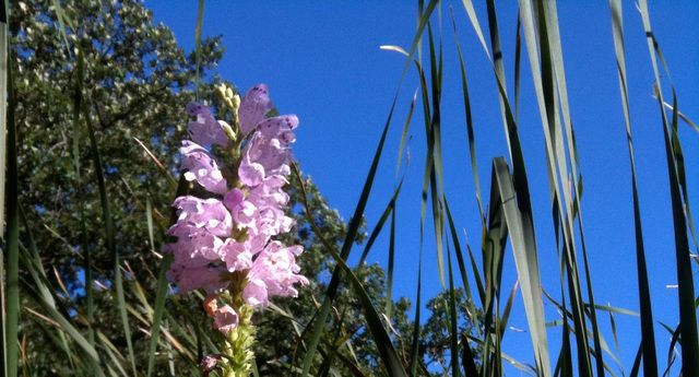 26366 N FARWELL Road, Mettawa, IL 60045