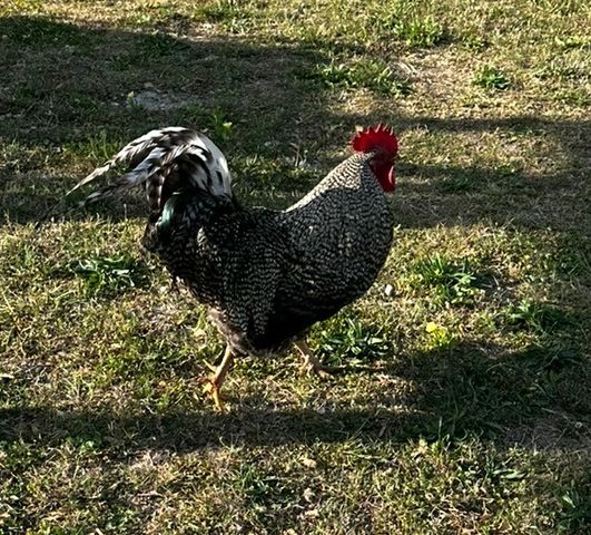 2790 Joe Reeves Rd, Lewisburg, TN 37091