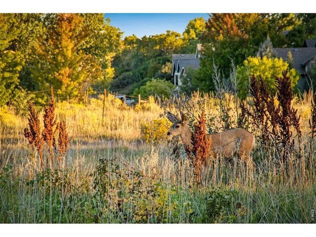 4821 Hay Wagon Ct, Loveland, CO 80537