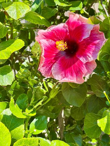 2747 S Kihei Rd Apt B306 306, Kihei, HI 96753