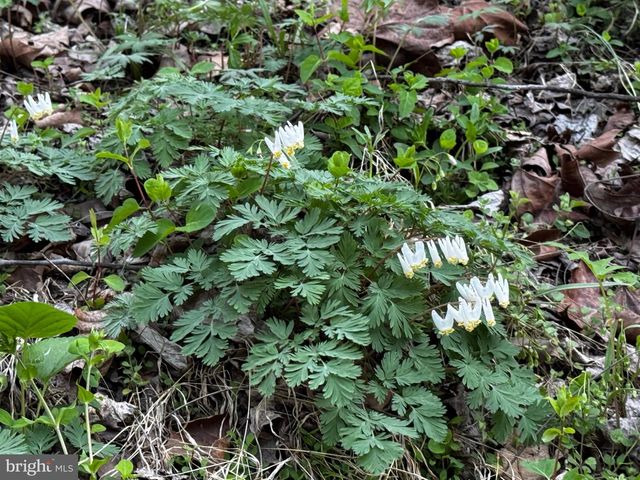 0 CASTLETON FORD, Castleton, VA 22716