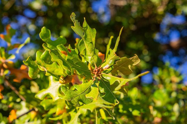 716 Reeh Weinheimer RD, Fredericksburg, TX 78624