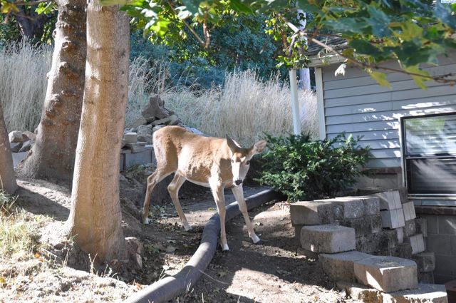 635 SE Holbrook Pl, Pullman, WA 99163