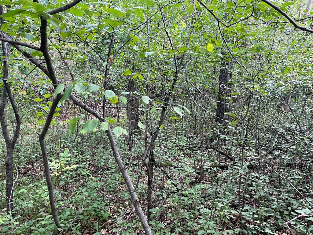23xxx 182nd Street, Big Lake, MN 55309 — photo 5
