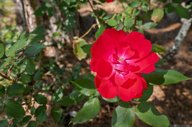 18235 Bel Meadow Ave, Saint George, LA 70810