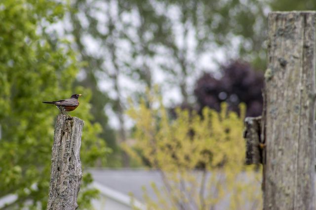 3362 S French Road, Centerville Twp, MI 49621