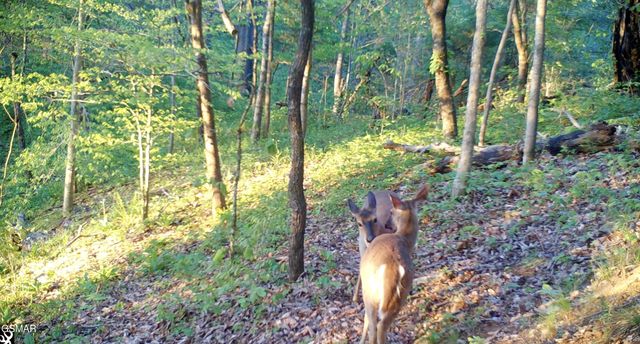 804 S Shiloh Road, Seymour, TN 37865