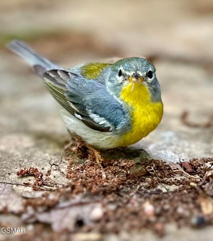 804 S Shiloh Road, Seymour, TN 37865