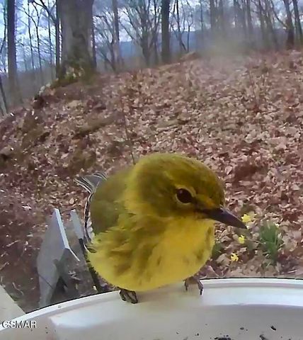 804 S Shiloh Road, Seymour, TN 37865