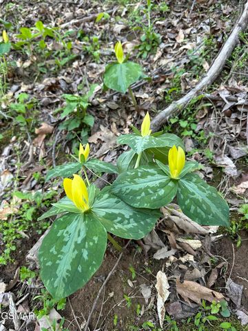 804 S Shiloh Road, Seymour, TN 37865