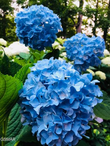 804 S Shiloh Road, Seymour, TN 37865