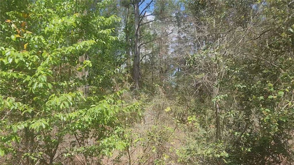 Lot 8 Yupon Lane, Plantersville, TX 77363 — photo 5