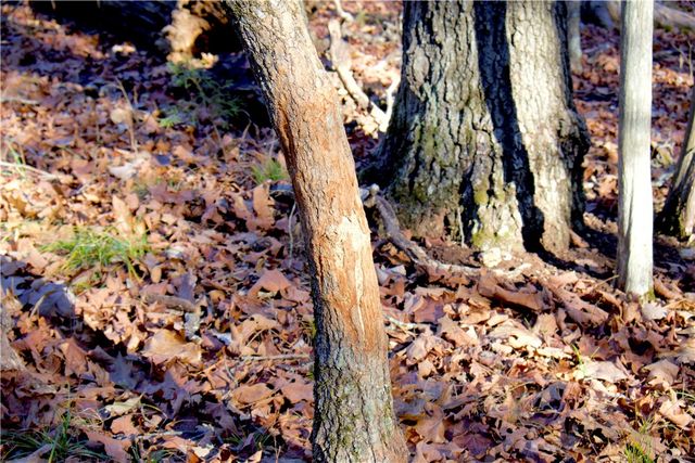 0000 Hannah Lane, Eureka Springs, AR 72631