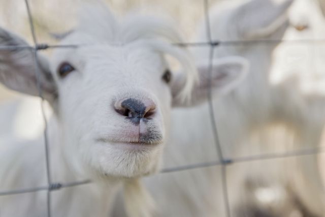 6771 Bethesda Arno Rd, Thompsons Station, TN 37179