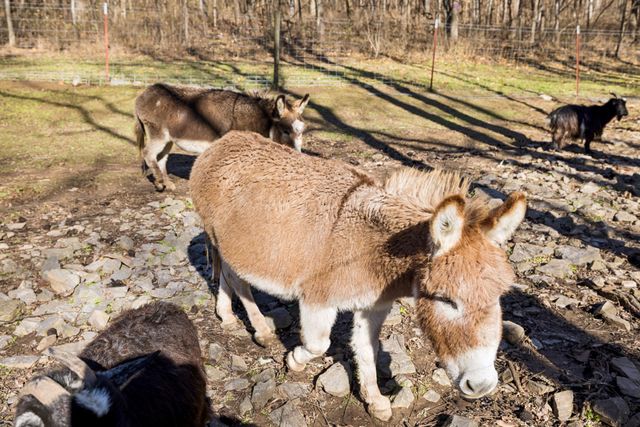 6771 Bethesda Arno Rd, Thompsons Station, TN 37179