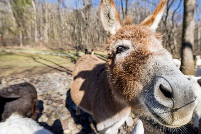 6771 Bethesda Arno Rd, Thompsons Station, TN 37179