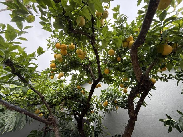 784 Sherman Oaks Drive, San Jose, CA 95128