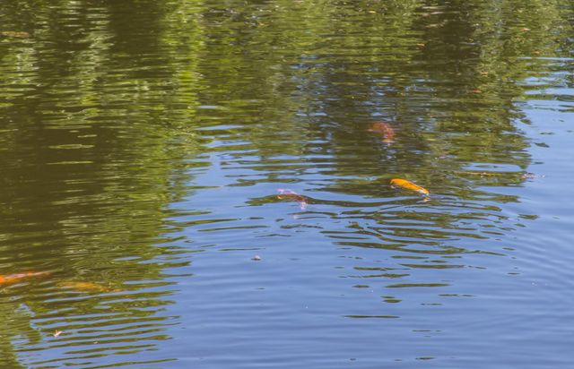 6319 Turner Way, Dallas, TX 75230