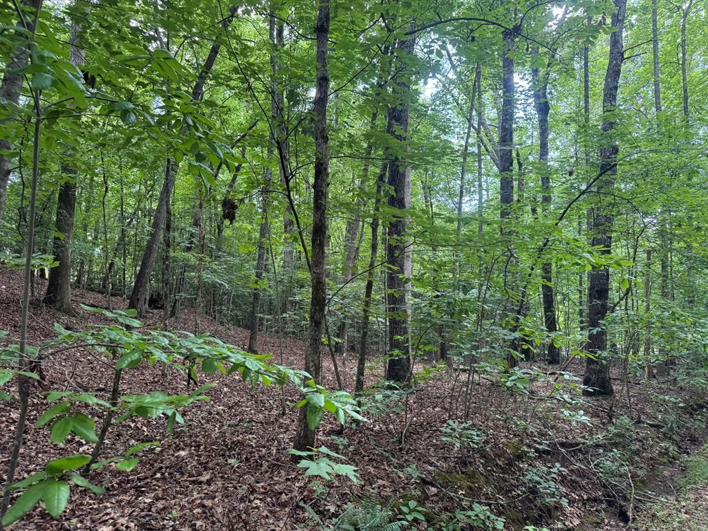 25 Mccracken Cove Road, Hayesville, NC 28904