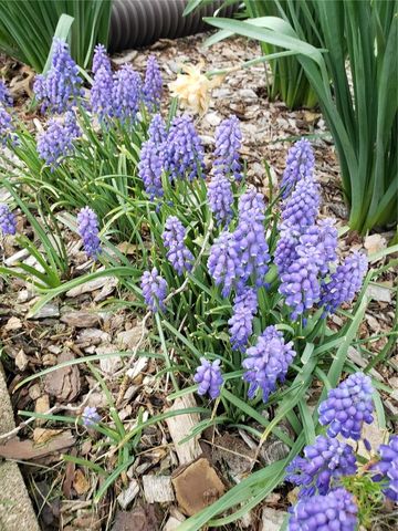 1410 25th Street, Marion, IA 52302