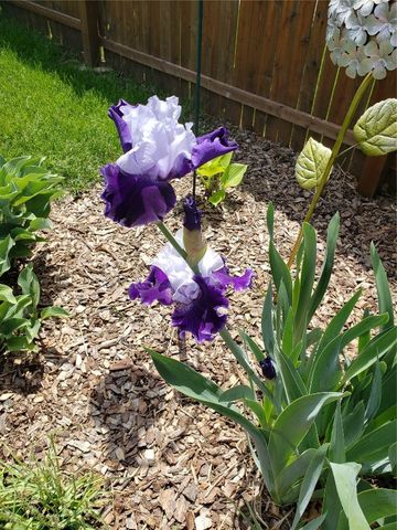 1410 25th Street, Marion, IA 52302