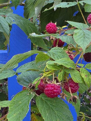 1410 25th Street, Marion, IA 52302