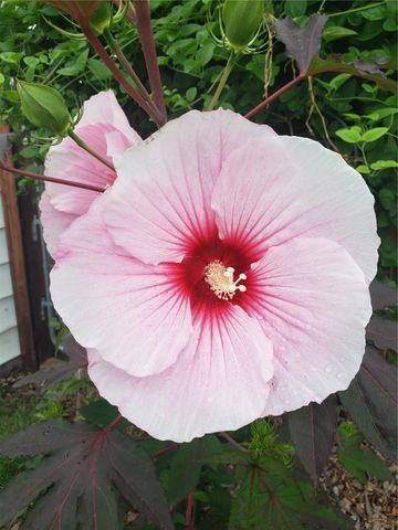 1410 25th Street, Marion, IA 52302