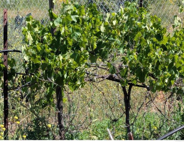 3333 Suncrest Boulevard, El Cajon, CA 92021