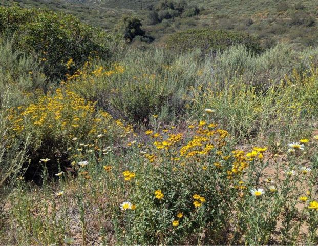 3333 Suncrest Boulevard, El Cajon, CA 92021