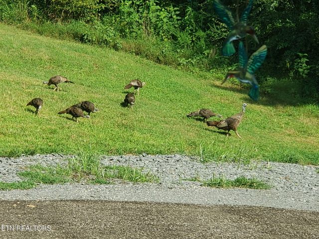 57 Lakeside Drive, Carthage, TN 37030