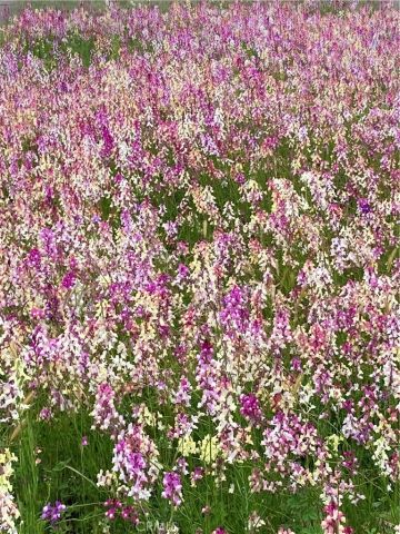 40 Bobcat Springs Road, Buellton, CA 93427