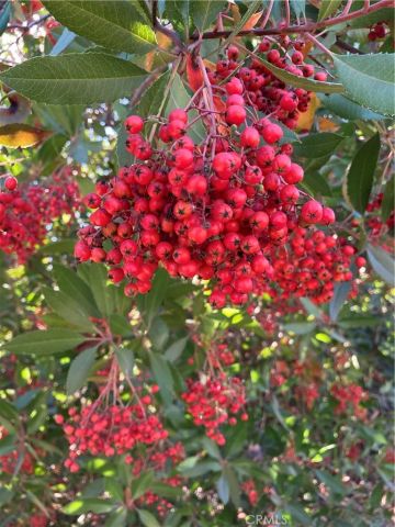 40 Bobcat Springs Road, Buellton, CA 93427